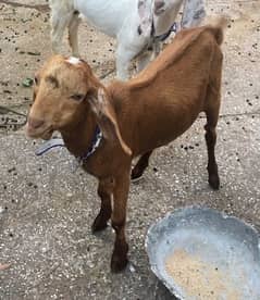 Gote for sale