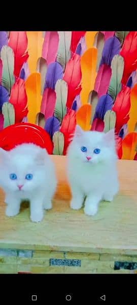 cat for sale wax in clear my WhatsApp 0322=600=88=12 1