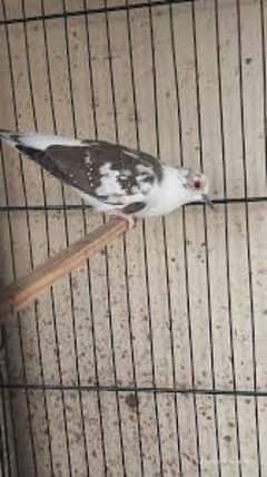 sale sale diamond pied  dove