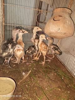 7chicks