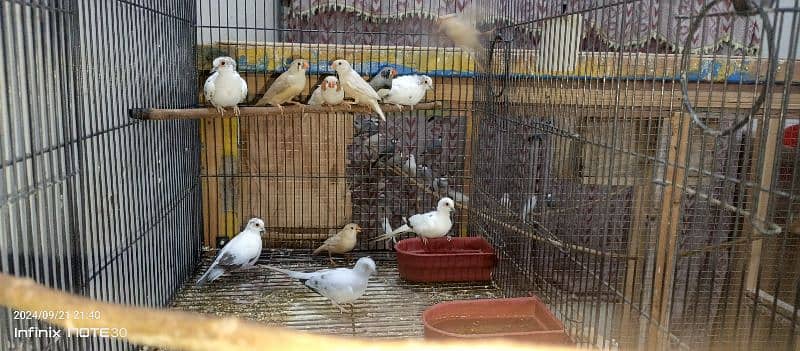 Diomand pied dove 2