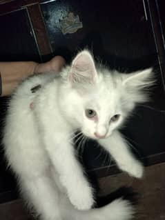 40 days White Persian kitten