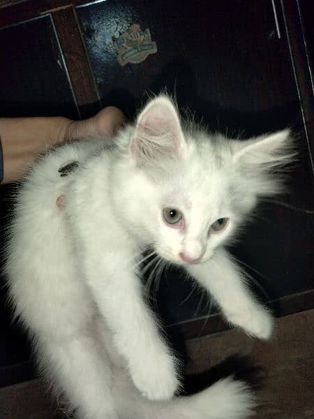 40 days White Persian kitten 0