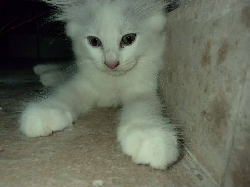 40 days White Persian kitten 1