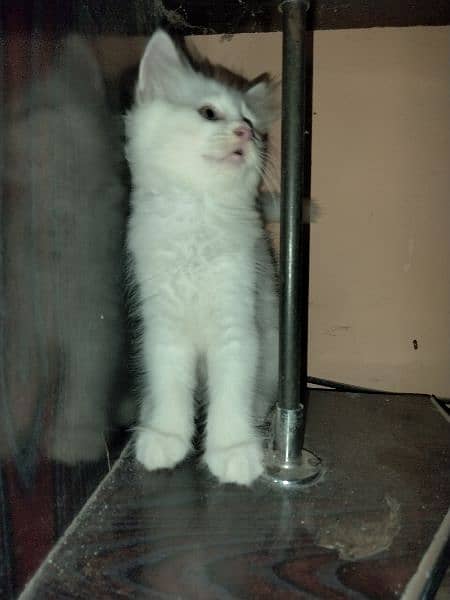 40 days White Persian kitten 2