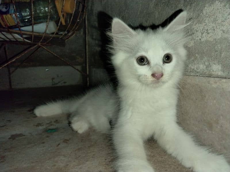 40 days White Persian kitten 3