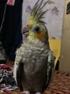 hand trained parrot full friendly with any person price is fixed. 0