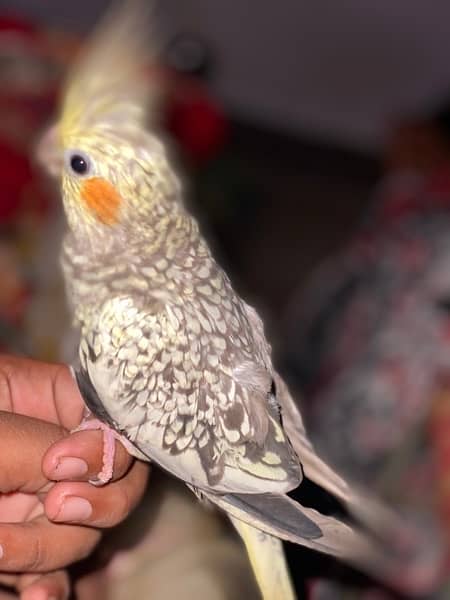 hand trained parrot full friendly with any person price is fixed. 1