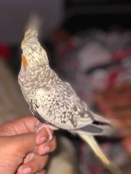 hand trained parrot full friendly with any person price is fixed. 2