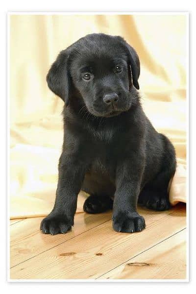 British Labrador 1