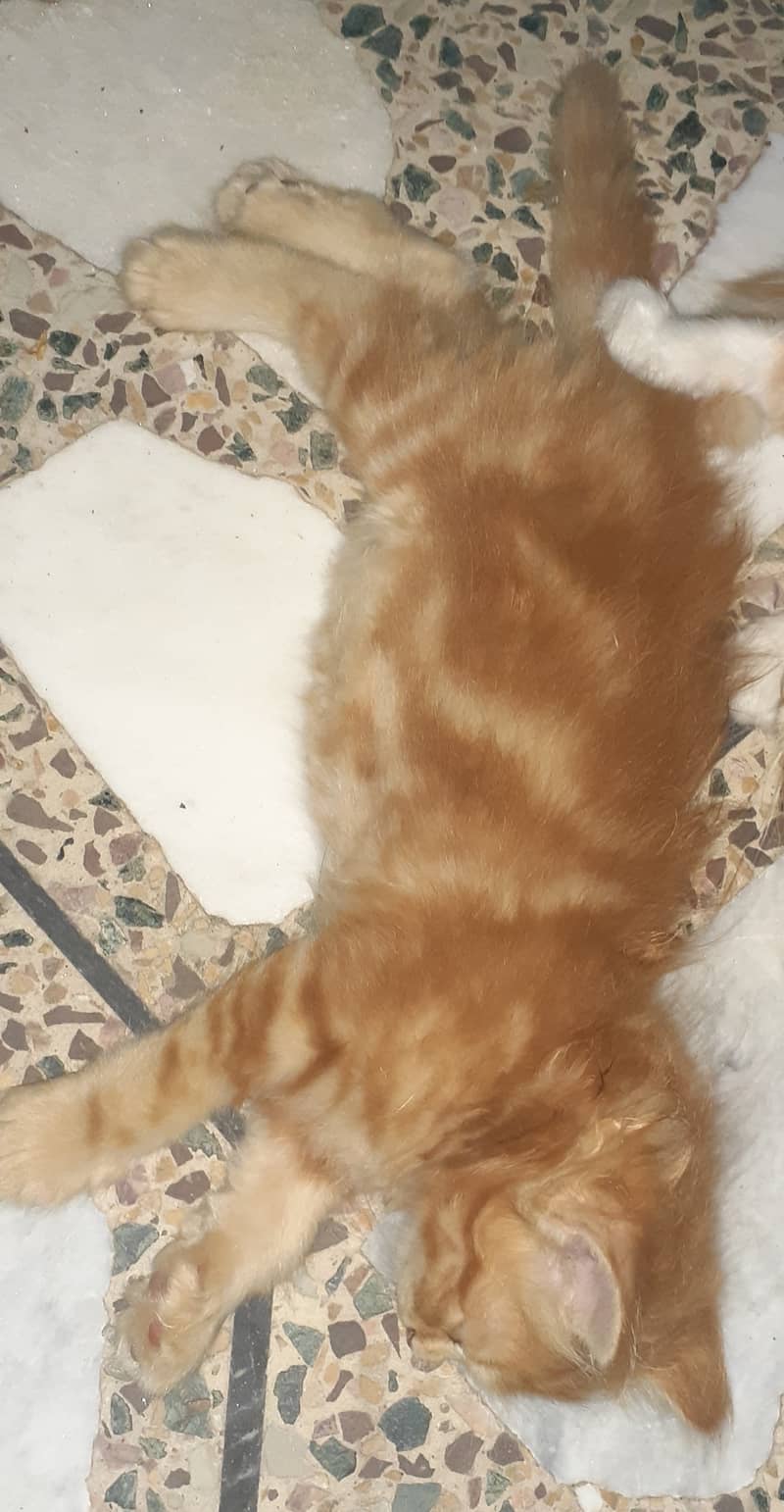 Golden kittens in very reasonable price 2