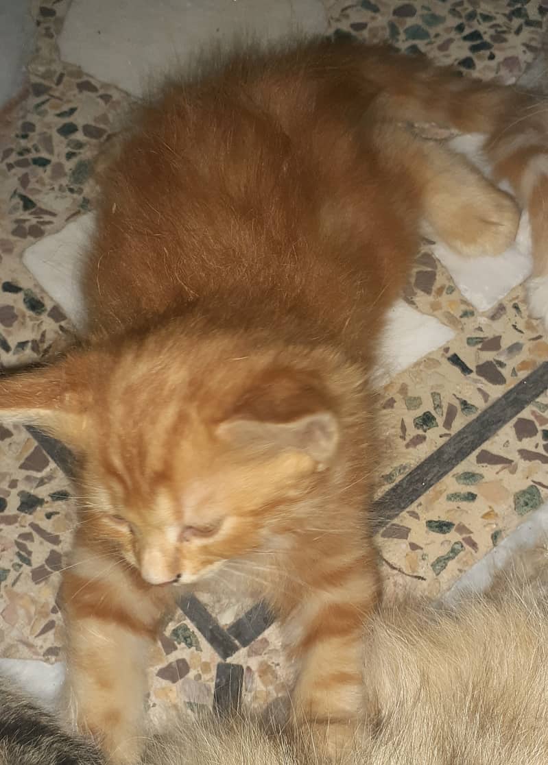 Golden kittens in very reasonable price 3