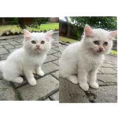 3 month old Persian kittens (pair or separate)