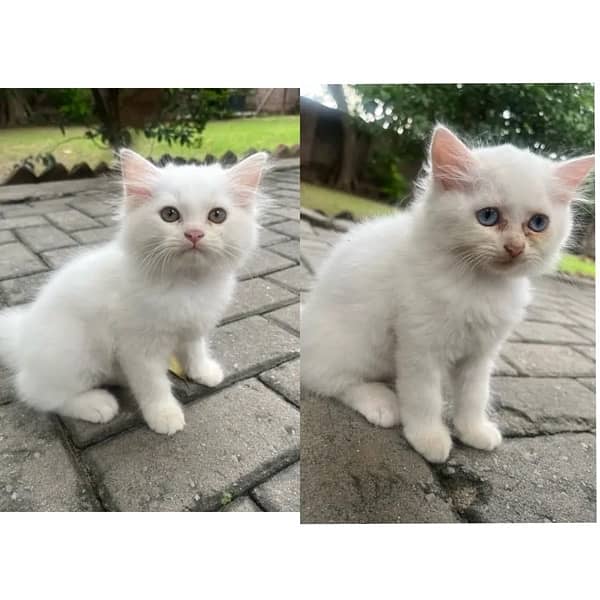 3 month old Persian kittens (pair or separate) 0