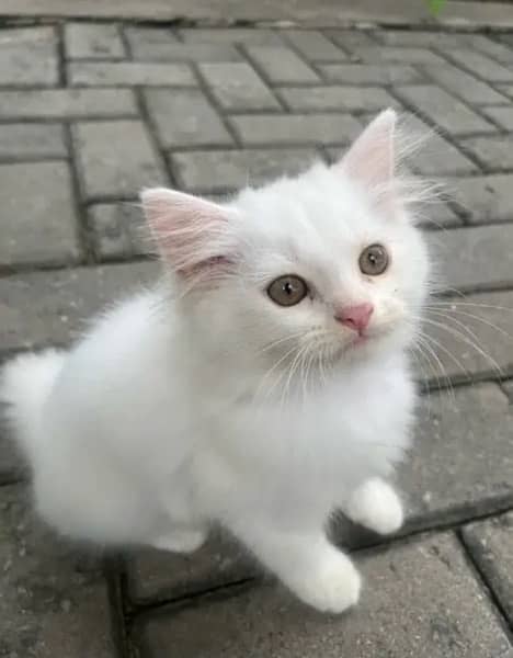 3 month old Persian kittens (pair or separate) 2