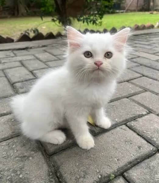 3 month old Persian kittens (pair or separate) 5