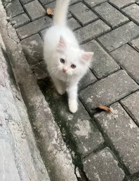 3 month old Persian kittens (pair or separate) 6