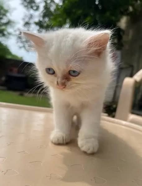 3 month old Persian kittens (pair or separate) 7