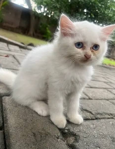 3 month old Persian kittens (pair or separate) 8