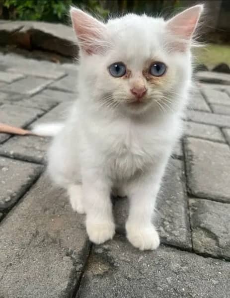 3 month old Persian kittens (pair or separate) 9