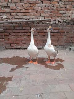 2 male duck