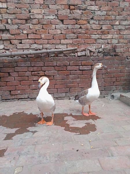 2 male duck 2