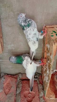 For Sale pigeons