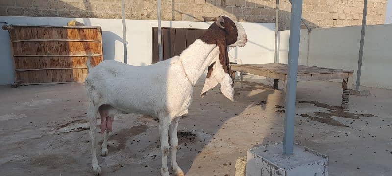 Kamori Bakri 1