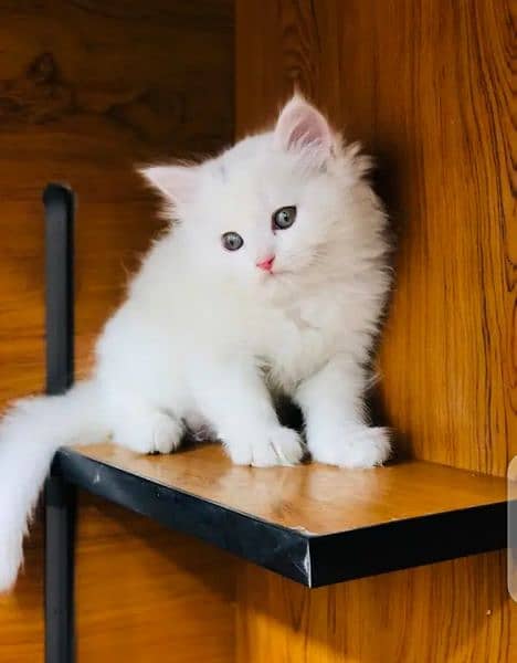 Persian Cat for sale my WhatsApp number 03"34"58"14"757" 0