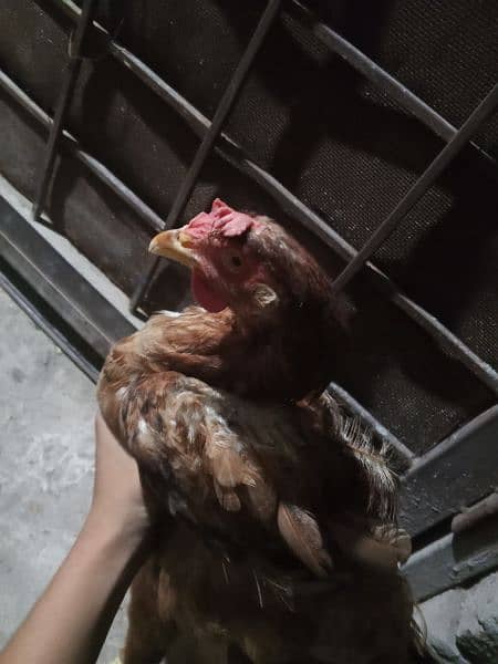 Two Desi hens murgyan for sale 0