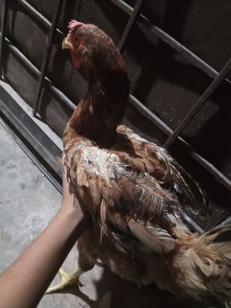 Two Desi hens murgyan for sale 1