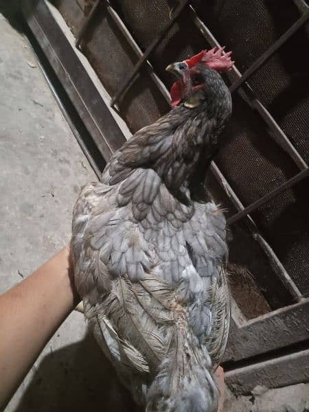 Two Desi hens murgyan for sale 2