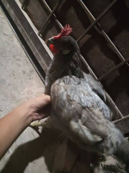 Two Desi hens murgyan for sale 3