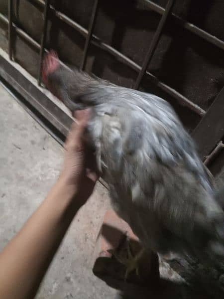 Two Desi hens murgyan for sale 4