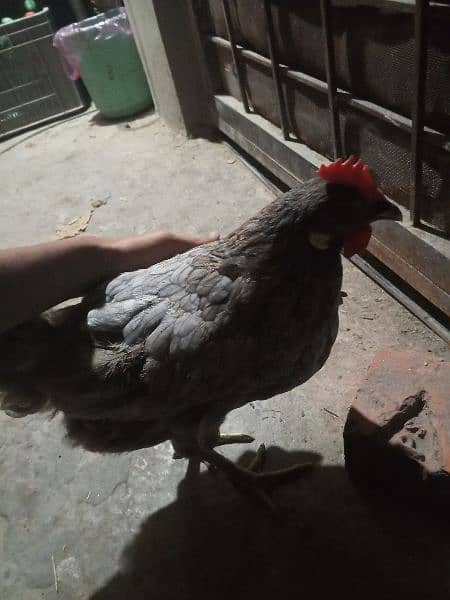 Two Desi hens murgyan for sale 5