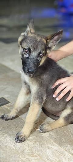 german shepherd female for sale 0