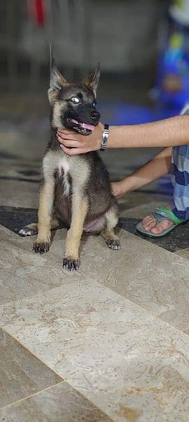 german shepherd female for sale 1