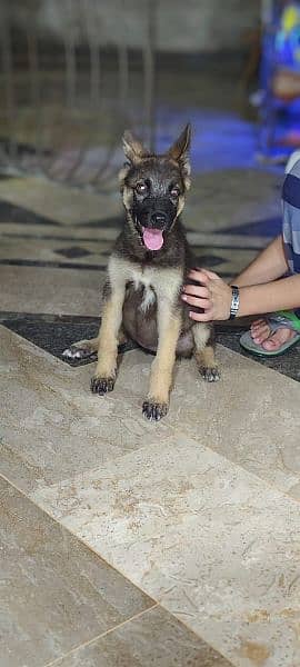 german shepherd female for sale 2