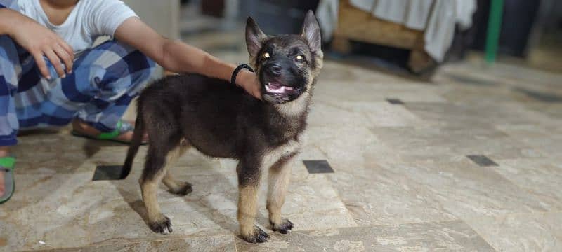 german shepherd female for sale 3