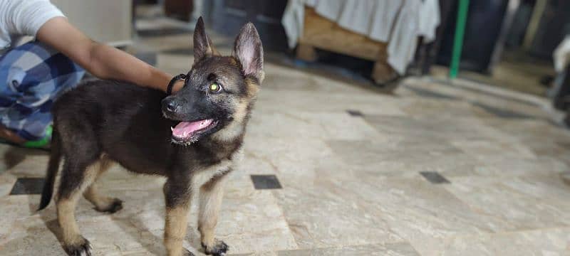 german shepherd female for sale 4