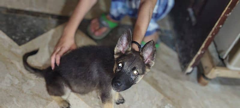 german shepherd female for sale 5