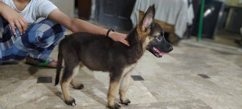 german shepherd female for sale 6