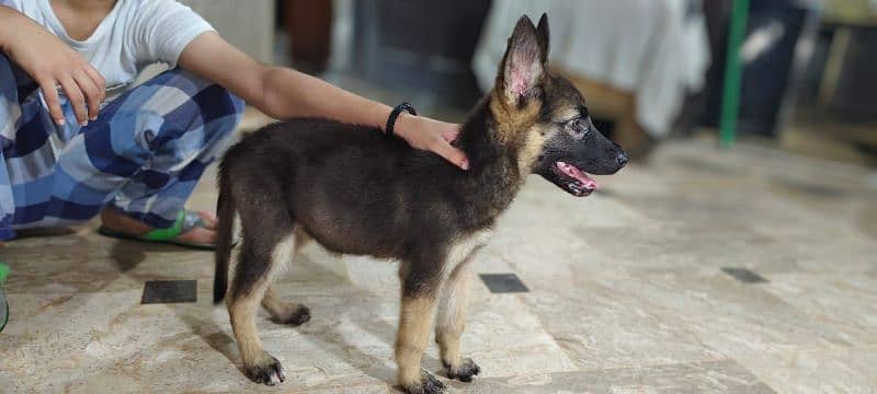 german shepherd female for sale 7