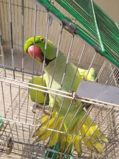 Parrot 0