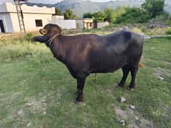 Breeder Jhota For sale 0