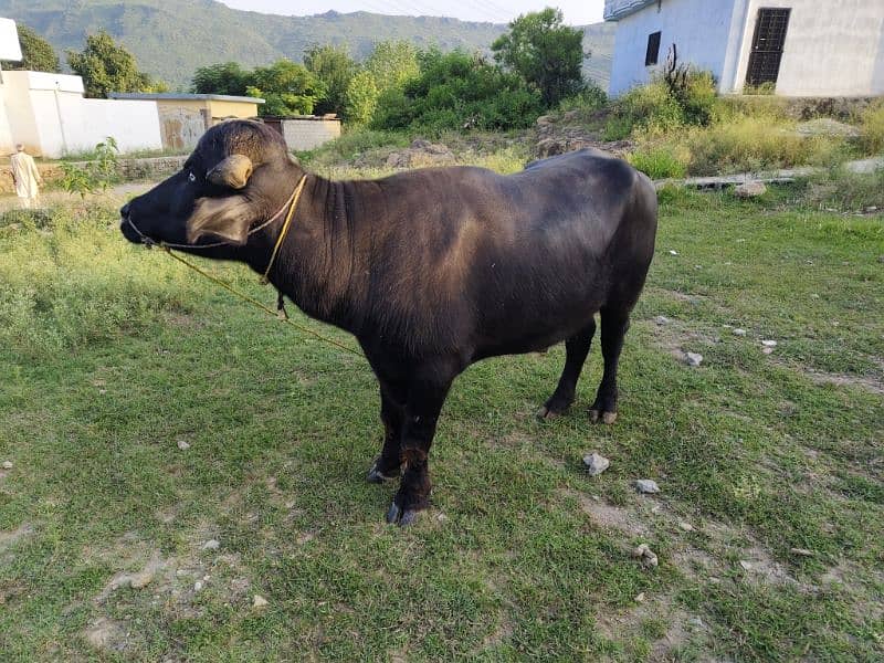 Breeder Jhota For sale 1