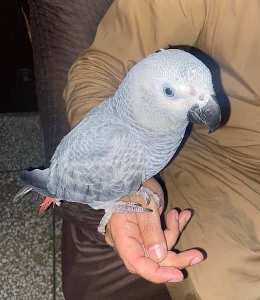 African Grey Parrot 0