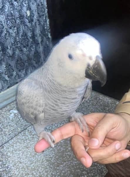 African Grey Parrot 1