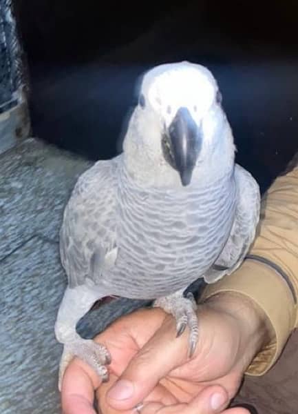 African Grey Parrot 3