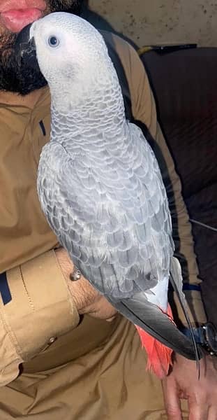 African Grey Parrot 5